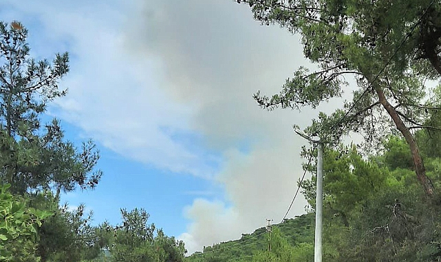 Yalova’da orman yangını