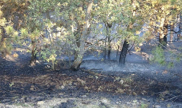 Yozgat’ta orman yangınına ilişkin gözaltına alınan 2 kişi serbest bırakıldı
