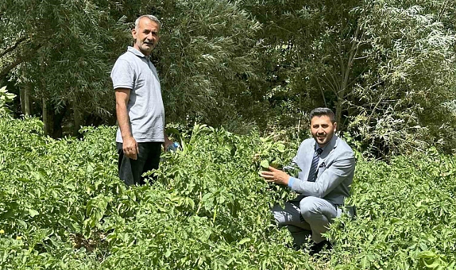 Yüksekova’da patateste iyi verim bekleniyor