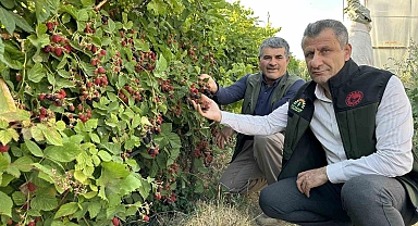 Yüksekova'da Doğal Lezzet Şöleni: Böğürtlen Hasatı