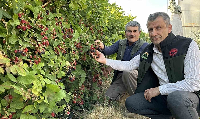 Yüksekova'da Doğal Lezzet Şöleni: Böğürtlen Hasatı