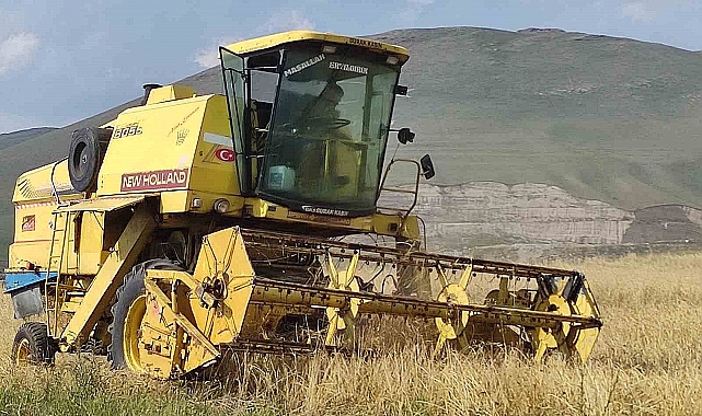13 bin yıllık buğday tohumunda hasat dönemi