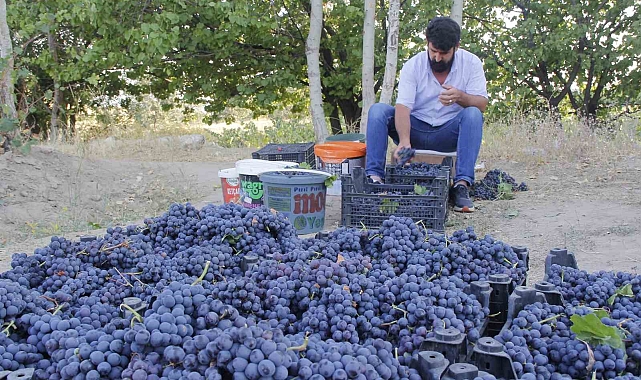 3 bin yıllık Erciş üzümünün bağ bozumu başladı