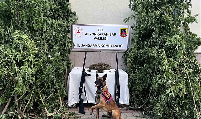 Afyonkarahisar’da esrar ve kenevir yakalandı
