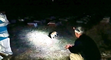 Ağrı'da arıcılık yapan emekli polis, her akşam yanına gelen tilkileri elleriyle besliyor