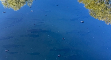 Ağrı'da balıkların su içindeki görüntüsü hayran bıraktı (Videolu Haber)