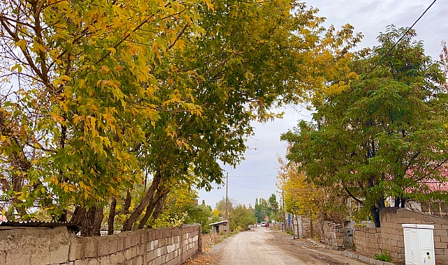 Ağrı’da sonbaharda renk cümbüşü