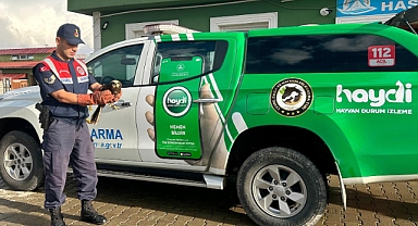 Ağrı’da yaralı halde bulunan Doğan Kuşu, jandarma tarafından kurtarıldı