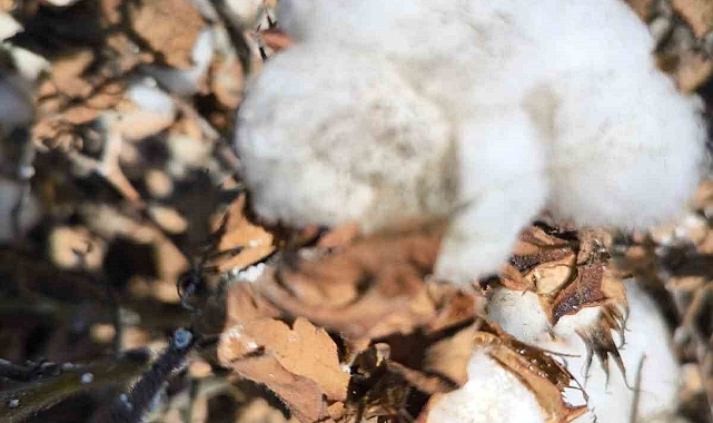 Aydın’da pamukta unlu bit mücadelesi sürüyor