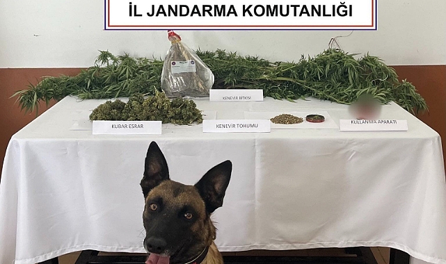 Balkonda kenevir yetiştiren şahsı jandarma yakaladı
