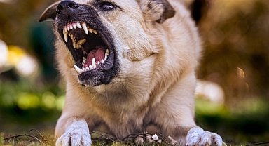 Başıboş Köpek Saldırısı: Yaşlı Kadın Ağır Yaralı