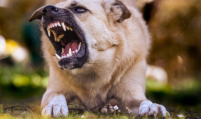 Başıboş Köpek Saldırısı: Yaşlı Kadın Ağır Yaralı