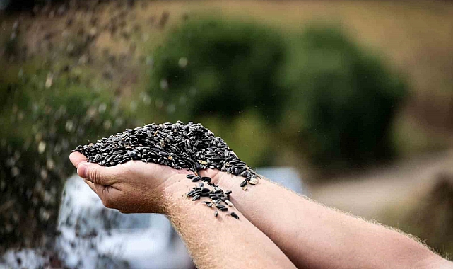 Bilecik’te yağlık ve çerezlik ayçiçeği hasadı başladı