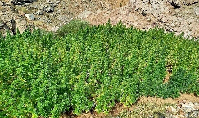 Bingöl’de 5 bin kök kenevir bitkisi ele geçirildi