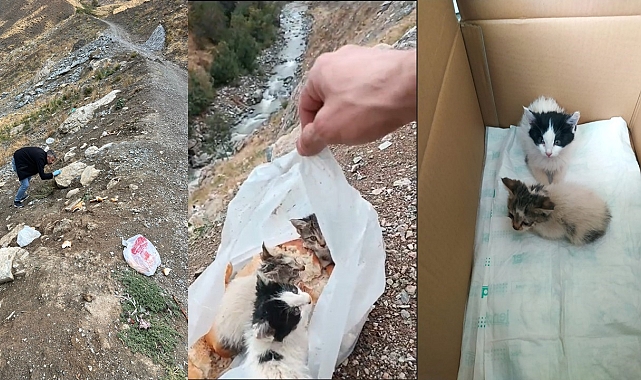 Bir torba içinde ölüme terk edilen kediler kurtarıldı