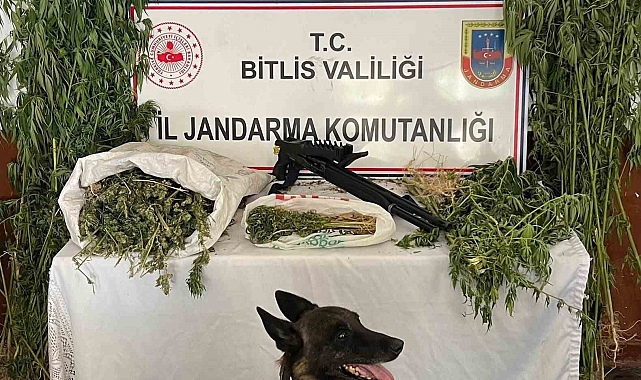 Bitlis Hizan'da esrar ve kenevir ele geçirildi
