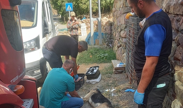 Demir korkuluklara sıkışan köpek kurtarıldı