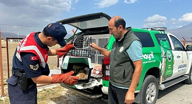 Doğubayazıt'ta bulunan yaralı tilki tedavi altına alındı