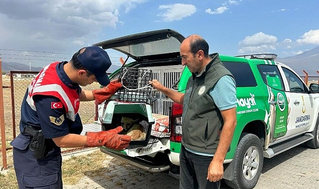 Doğubayazıt'ta bulunan yaralı tilki tedavi altına alındı