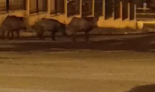 Domuz sürüsü kent merkezine indi