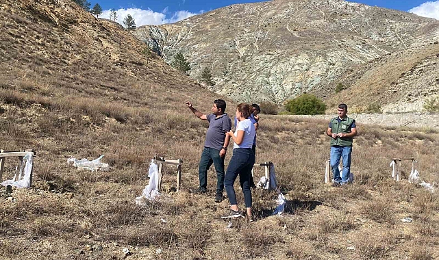 Erzincan Tarım ve Orman İl Müdürlüğü 100 bin tuz çalısı dikilecek