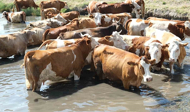 Erzincan'da bu kez mandalar değil, inekler serinledi