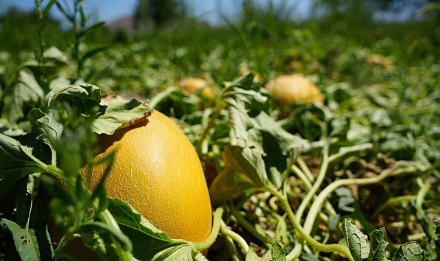 Erzincan'da kavunun 3 liraya kadar düştü