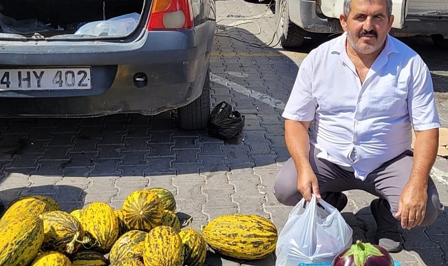 Erzincan'ın Kemaliye ilçesinde Karpuz gibi patlıcan yetişti
