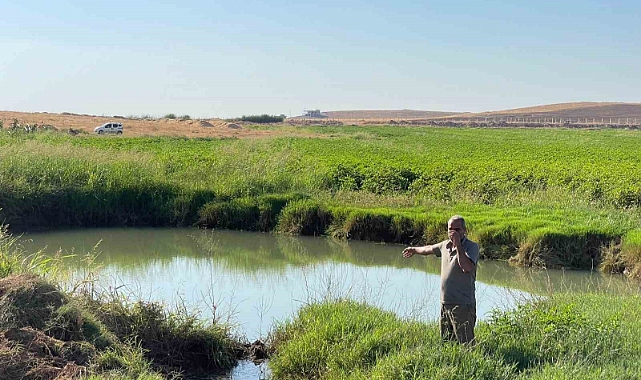 Harran Ovası’nda oluşan dev obruklar çiftçileri korkutuyor