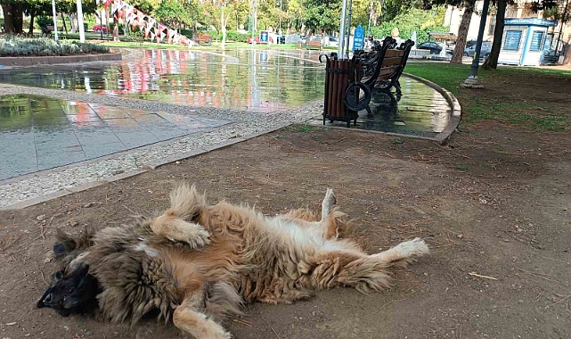 İlginç şekilde uyuyan köpek dikkat çekti