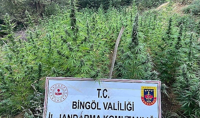 Jandarma 225 kök kenevir ele geçirildi
