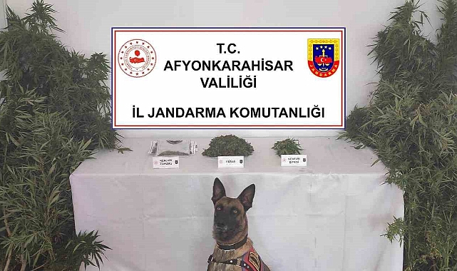 Jandarma eve yaptığı baskında 307 gram esrar ile 24 kök kenevir ele geçirdi