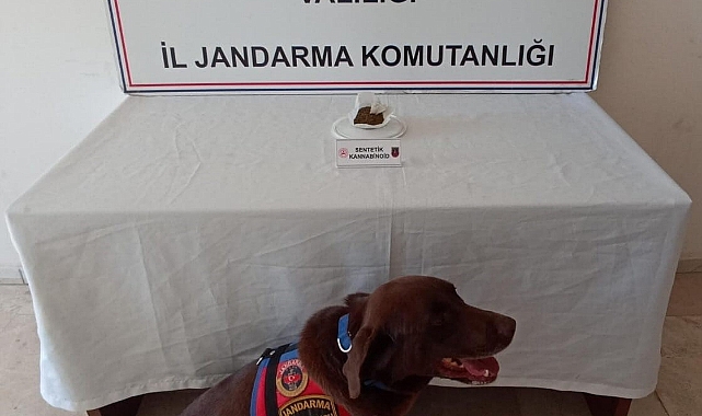 Jandarma yaptığı baskında bonzai ele geçirdi