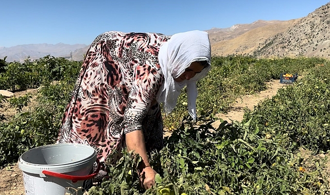 Kadınlar ilk domates hasadına başladı