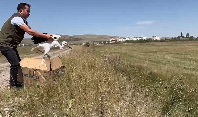 Kars'ta tedavi edilen leylekler doğaya bırakıldı