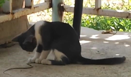 Kedi bu kez fareyle değil yılanla oynadı