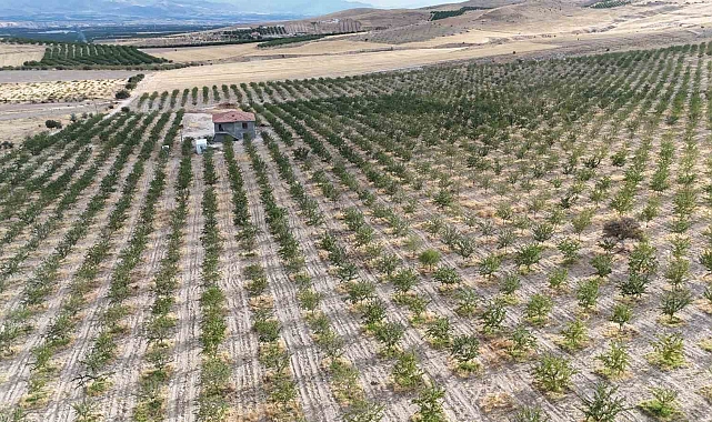Malatya'da 105 dönümlük bir arazide badem yetiştirildi