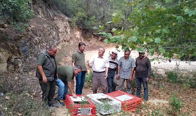 Muğla’da keklikler doğaya salındı