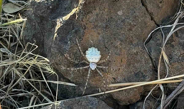 Muş'ta "argiope lobata" örümcek türüne rastlandı
