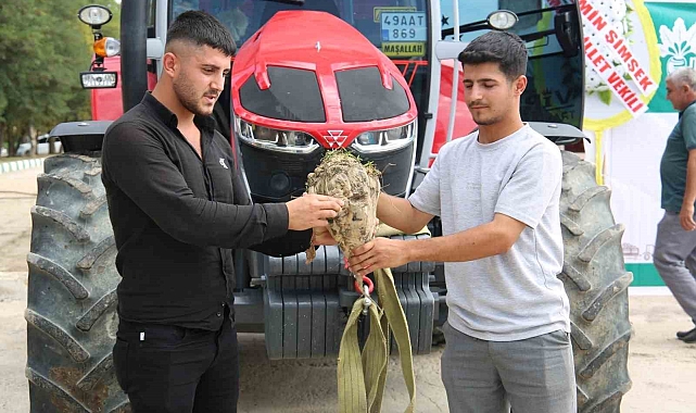Muş'ta şeker pancarı alımı başladı