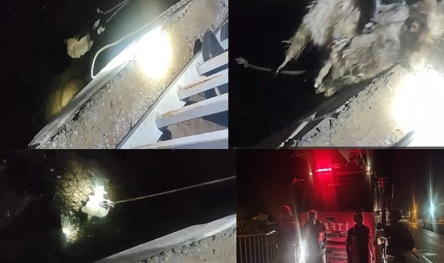 Nefes kesen oğlak kurtarma operasyonu
