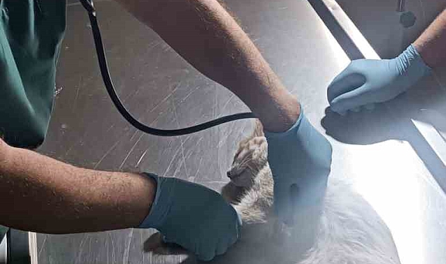 Otomobilin çarptığı kedi kalp masajıyla kendine geldi