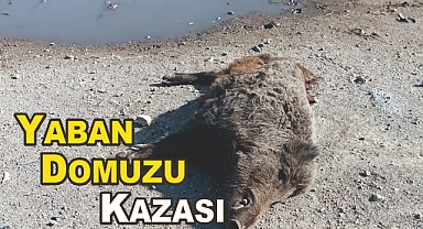 Patnos-Erciş Yolu'nda Yaban Domuzu Kazası: Trafikte Tehlike Artıyor!