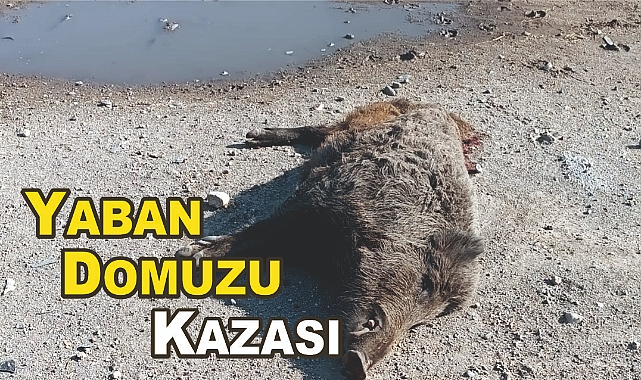 Patnos-Erciş Yolu'nda Yaban Domuzu Kazası: Trafikte Tehlike Artıyor!