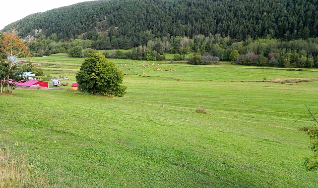 Posof'ta bahardan kalma günler