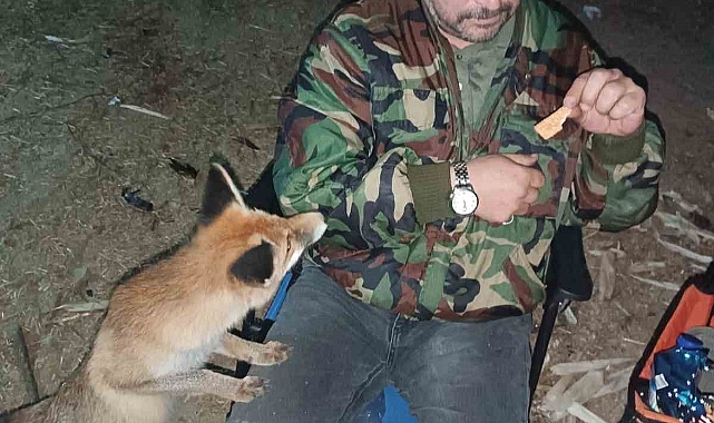 Tilkiyi bisküvi ile besledi