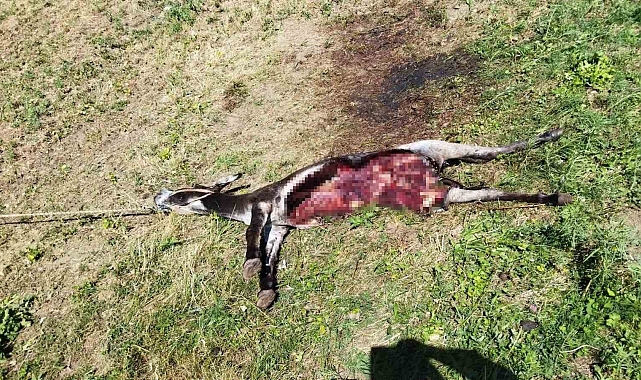 Van'ın Bahçesaray ilçesinde ayının saldırdığı eşek telef oldu