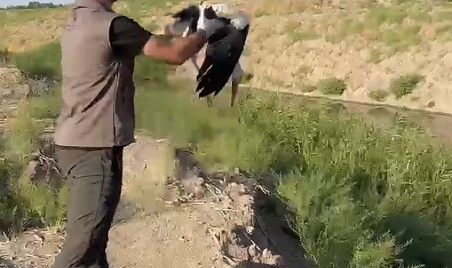 Yaralı halde bulunan leylek tedaviden sonra doğaya salındı