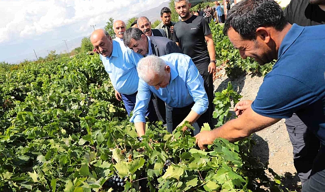 Yıldırım memleketinde Cimin üzümünün hasadına katıldı