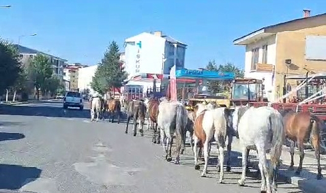 Yolda dolaşan başıboş atlar sokak ortasında geziyor